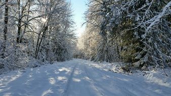 Landscape of amazing Winter Frosty forest