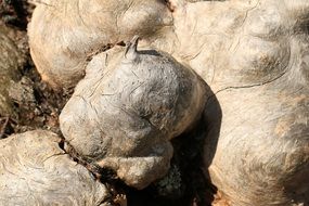 unusual root system of a tree close-up