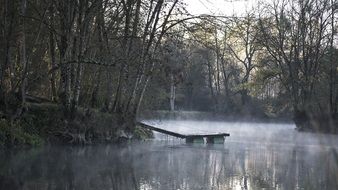 foggy river in the forest