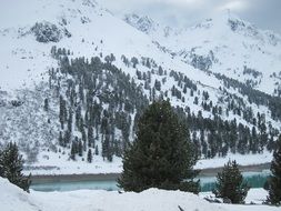 snow in the mountains on trees in winter