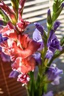 bouquet of colorful multi-colored gladioli