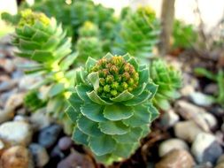 plants in the rockery
