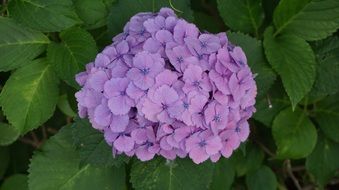 purple hydrangea in the flower garden