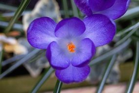 purple crocus with orange core closeup