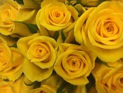 bouquet of colorful yellow roses