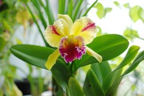Orchid or Cattleya