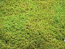 stunningly beautiful green Moss