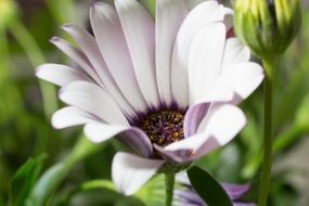 white Macro view Osteospermum Ecklonis