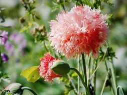 pink fluffy buds in the garden