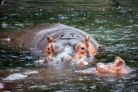 hippo with a baby in the water