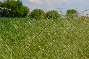 Nature Green Grasses