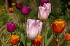 Beautiful and colorful tulip flowers with green leaves in spring