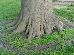 bottom of a tree trunk