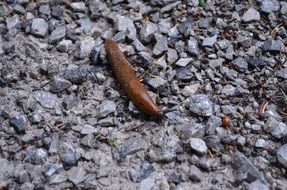 the slug lies on pebbles close-up