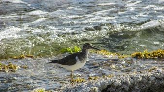 seagull on the coast in Cyprus