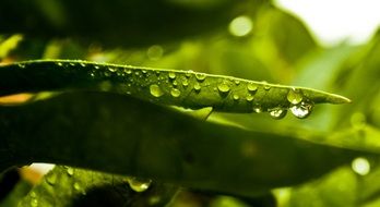 Rain drops on Green Leaves, macro on a blurred background