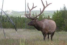 deer with big horns on a pasture in the wild