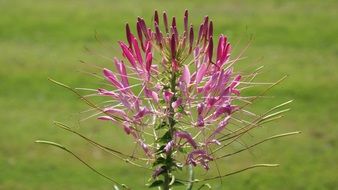 flower with delicate pink petals in nature