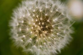 dandelion with fluffy seeds close up