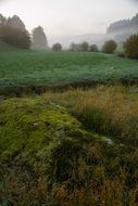 green moss and fog over the meadow