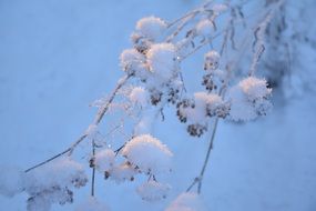 wonderful Snow Tree