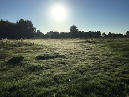 green pasture in the evening sun