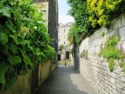 stone walls overgrown with green plants in alley, uk, england, bath