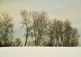 wintry Trees at Snowy Field