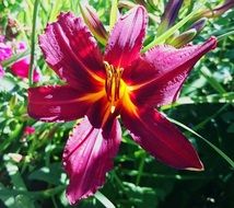 closeup picture of the daylily, big red Flower at sun