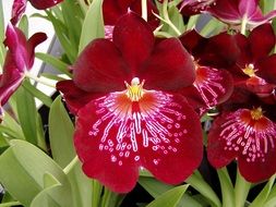 red spotted orchid close-up