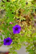 Purple petunia Flowers among Leaves