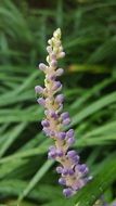 purple inflorescence at green leaves