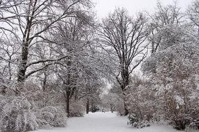 Snowy Trees at Park, winter landscape