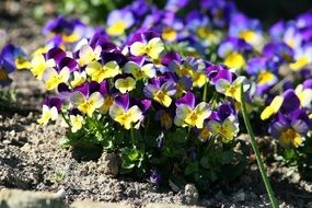 multi-colored violets in the summer garden