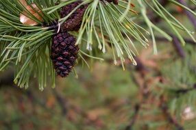 closeup photo of awesome Pine Needle