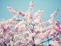 flowering tree in sunny summer day