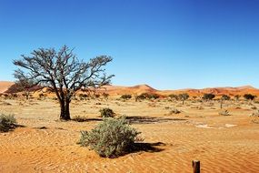 sand desert in Namibia