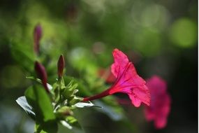 crimson garden flower close-up on blurred background
