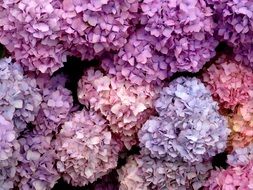 colorful hydrangea blossoms, background