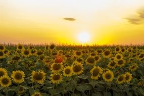 incredibly handsome Sunflower Sunset
