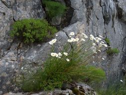 marguerites on the rock in montenegro