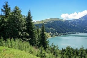 coniferous trees on the mountainside in Austria