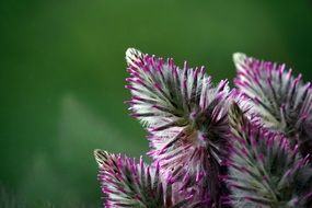 purple fluffy flower macro