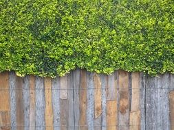 wooden wall with green plants