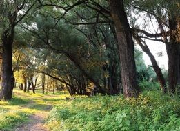 Forest trees summer scene