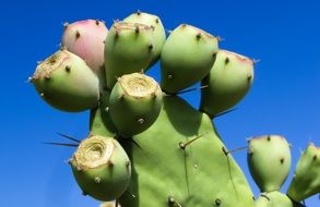 green Cactus Plant thorns