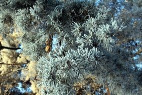 tree in severe frost close-up