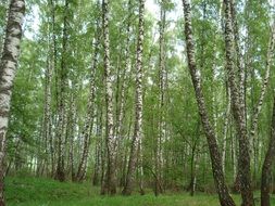 landscape of green birch forest in Russia