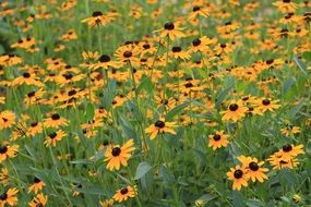 green meadow with orange flowers