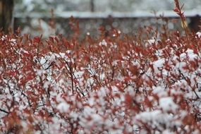 snowy shrubs with red leaves